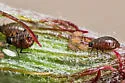 Californian Maple Aphid - photo 2
