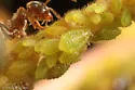 Boxelder Aphid