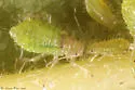 Boxelder Aphid - photo 2