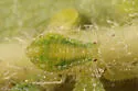 Boxelder Aphid - photo 3