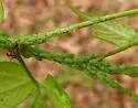 Boxelder Aphid - photo 4