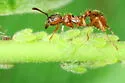 Boxelder Aphid - photo 5