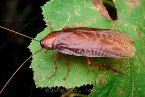 Periplaneta ceylonica