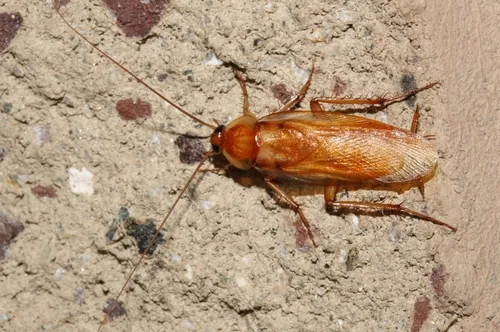 Turkestan Cockroach