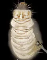 Juniper cone moth - Hodges#1571 - photo 4