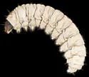 Juniper cone moth - Hodges#1571 - photo 5