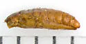 Periploca ceanothiella - Hodges#1562