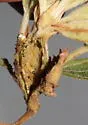 Periploca ceanothiella - Hodges#1562 - photo 3
