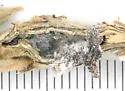 Periploca ceanothiella - Hodges#1562 - photo 4