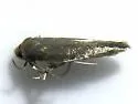 Periploca nigra - Hodges#1577