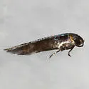 Periploca nigra - Hodges#1577 - photo 2