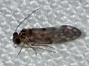 Peripsocus alachuae