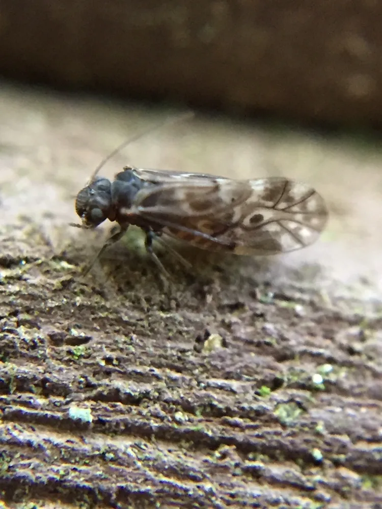 Peripsocus alboguttatus - photo 2