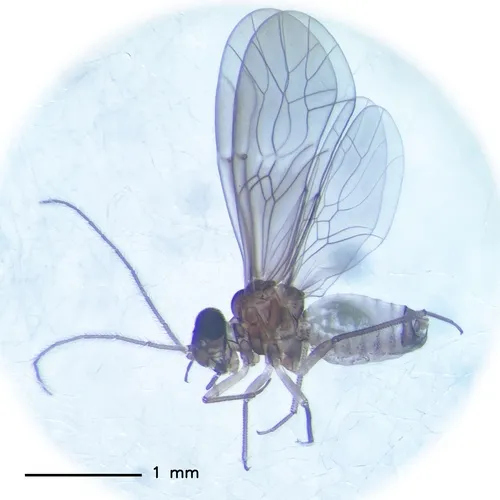Peripsocus didymus
