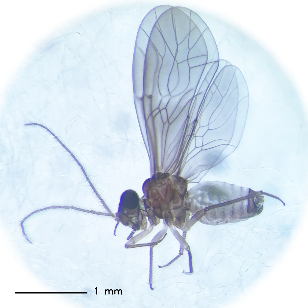 Peripsocus didymus - photo 2