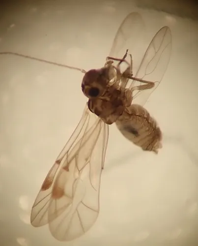 Peripsocus ferrugineus
