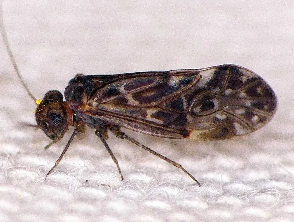 Peripsocus maculosus - photo 2