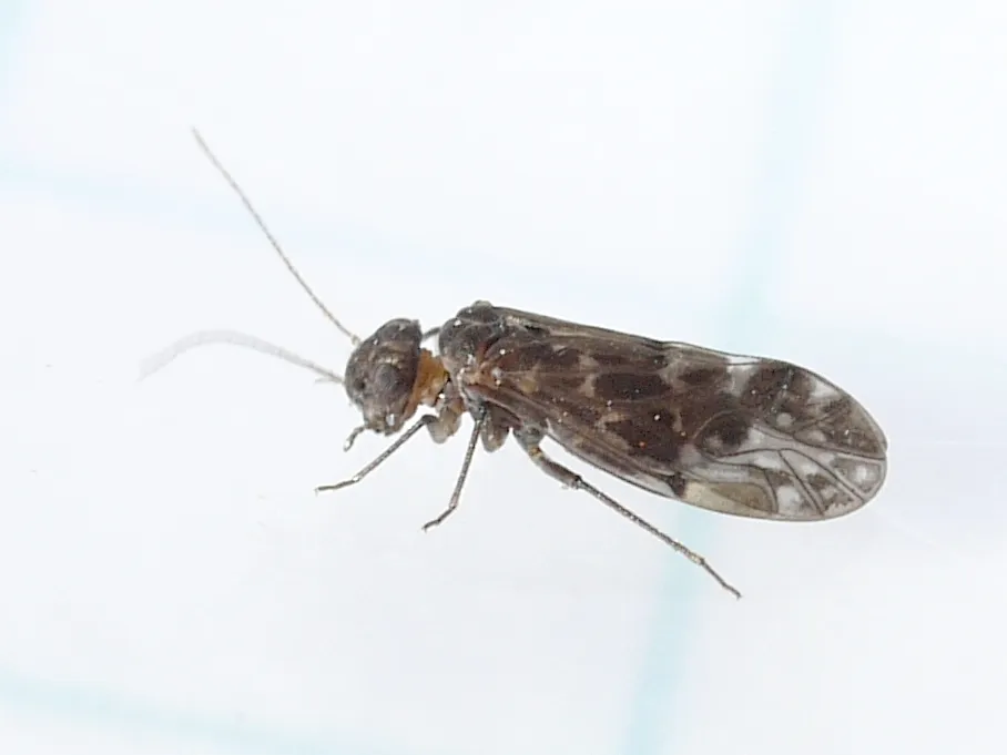 Peripsocus madescens