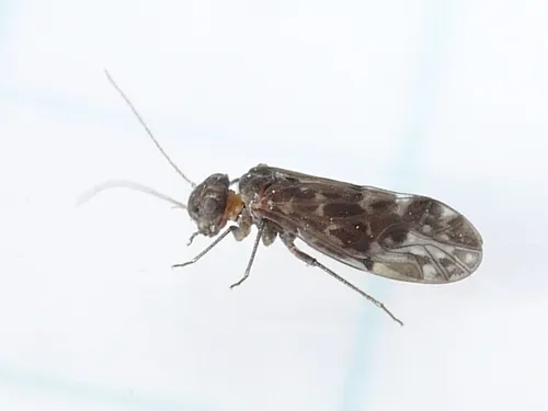Peripsocus madescens - photo 2