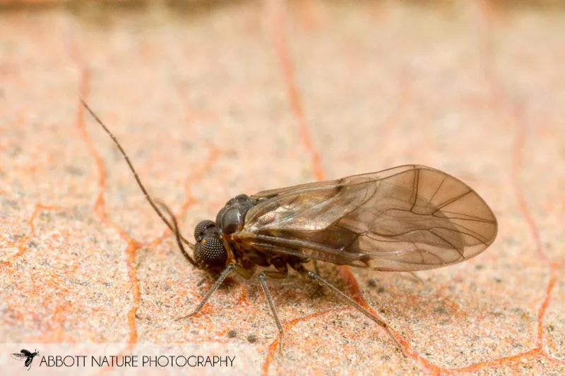 Peripsocus madidus - photo 2