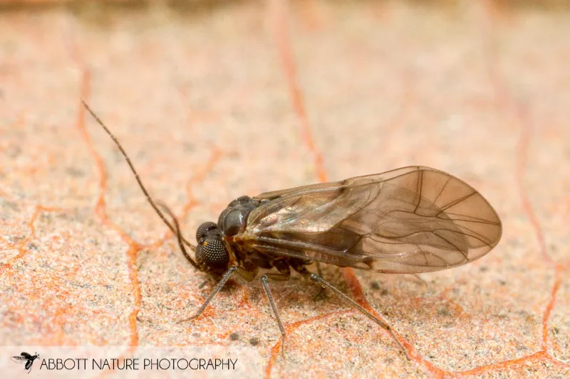 Peripsocus madidus - photo 3