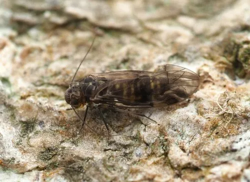 Peripsocus maoricus
