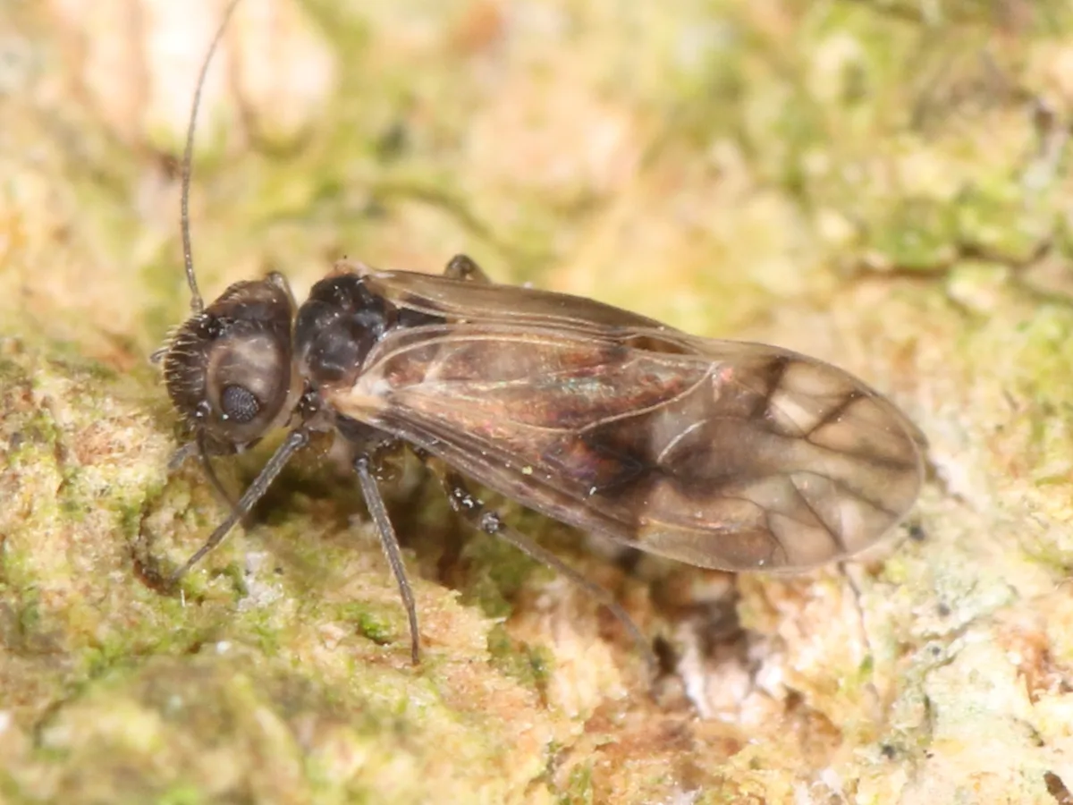 Peripsocus milleri