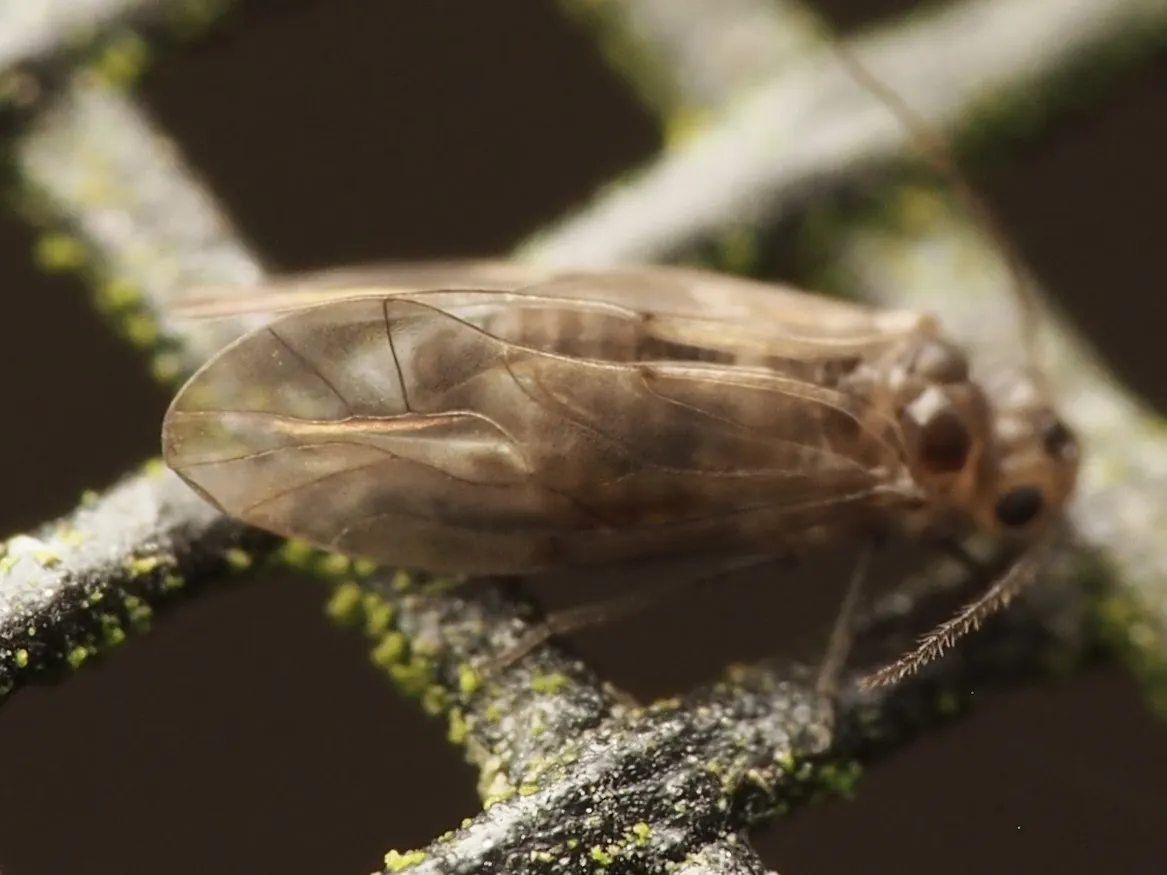 Peripsocus minimus