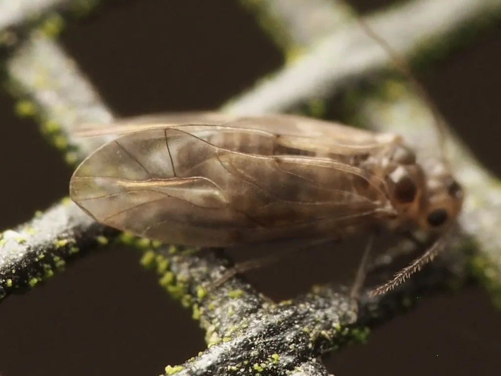 Peripsocus minimus - photo 2