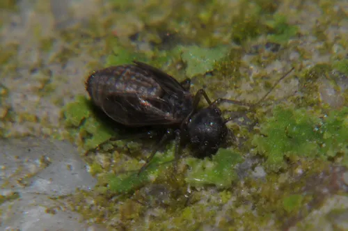 Peripsocus parvulus
