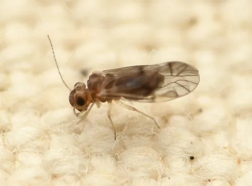 Peripsocus pauliani - Peripsocus pauliani