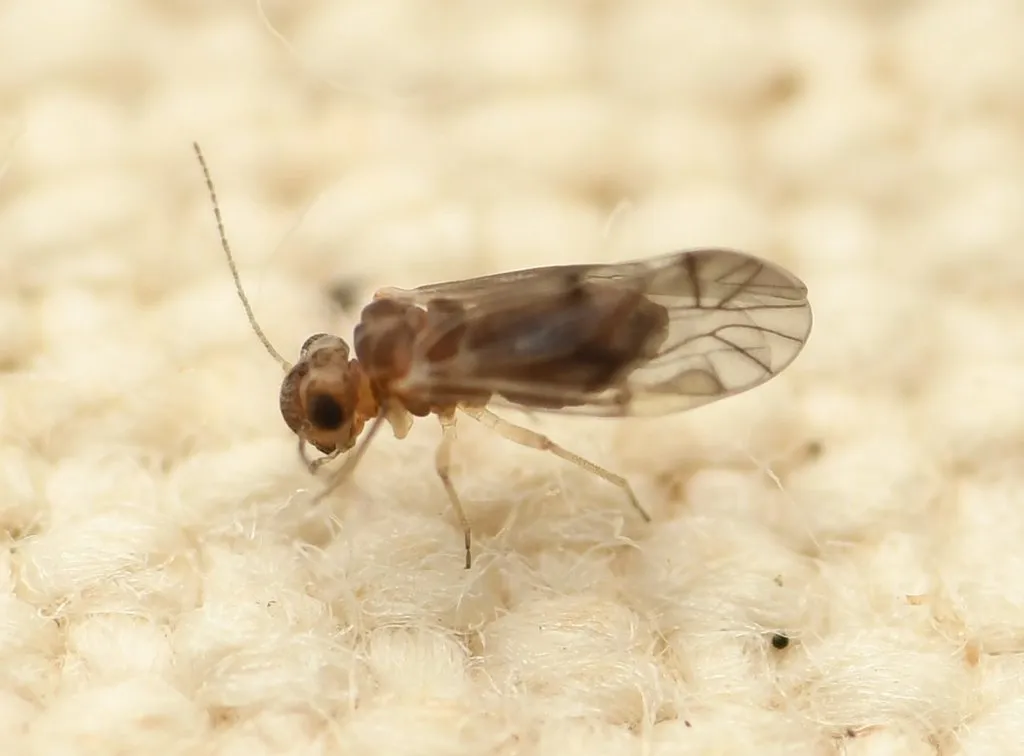 Peripsocus pauliani - photo 2