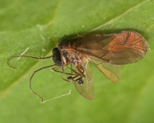 Peripsocus phaeopterus