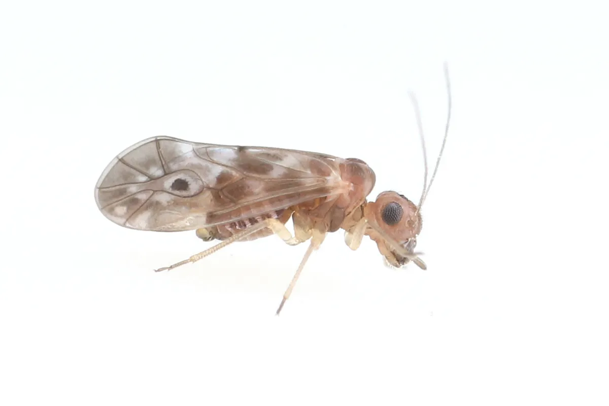Peripsocus potosi - photo 3