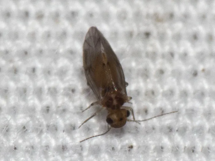 Peripsocus stagnivagus