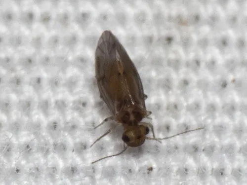 Peripsocus stagnivagus - photo 2