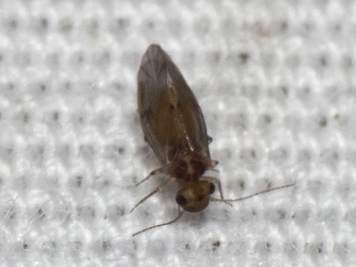 Peripsocus stagnivagus - photo 3