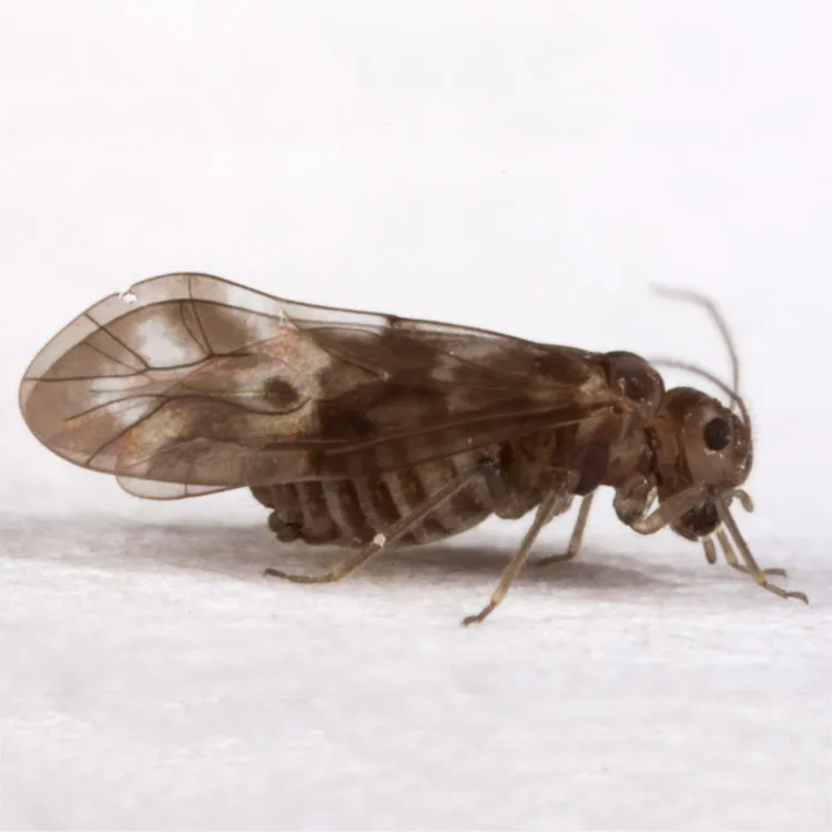 Peripsocus subfasciatus - photo 2