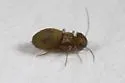 Peripsocus unnamed-one