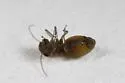 Peripsocus unnamed-one - photo 2