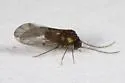 Peripsocus unnamed-one - photo 3