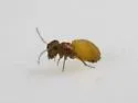 Peripsocus unnamed-one - photo 4