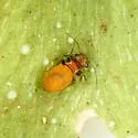 Peripsocus unnamed-one - photo 5