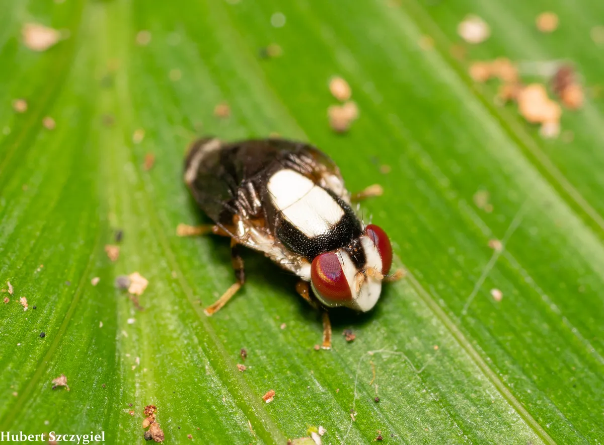 Dwarf Flies - photo 3