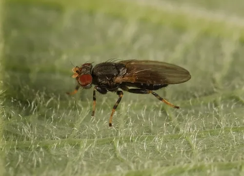 Periscelis annulata