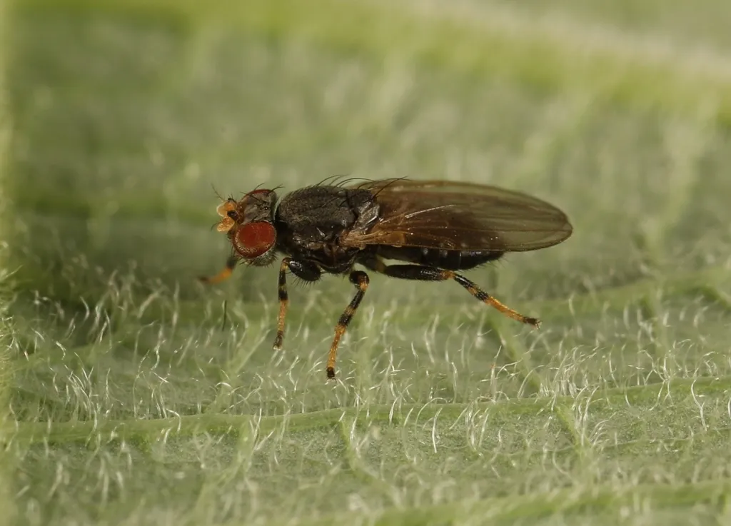 Periscelis annulata - photo 2
