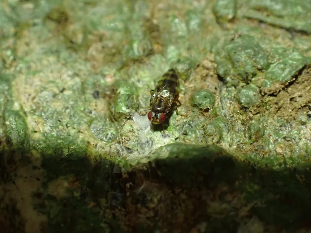 Periscelis fasciata - photo 2