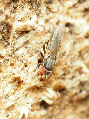 Periscelis flinti