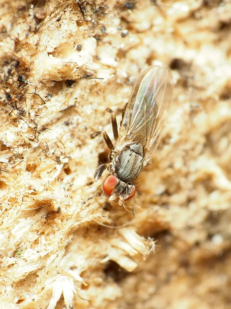 Periscelis flinti - photo 2