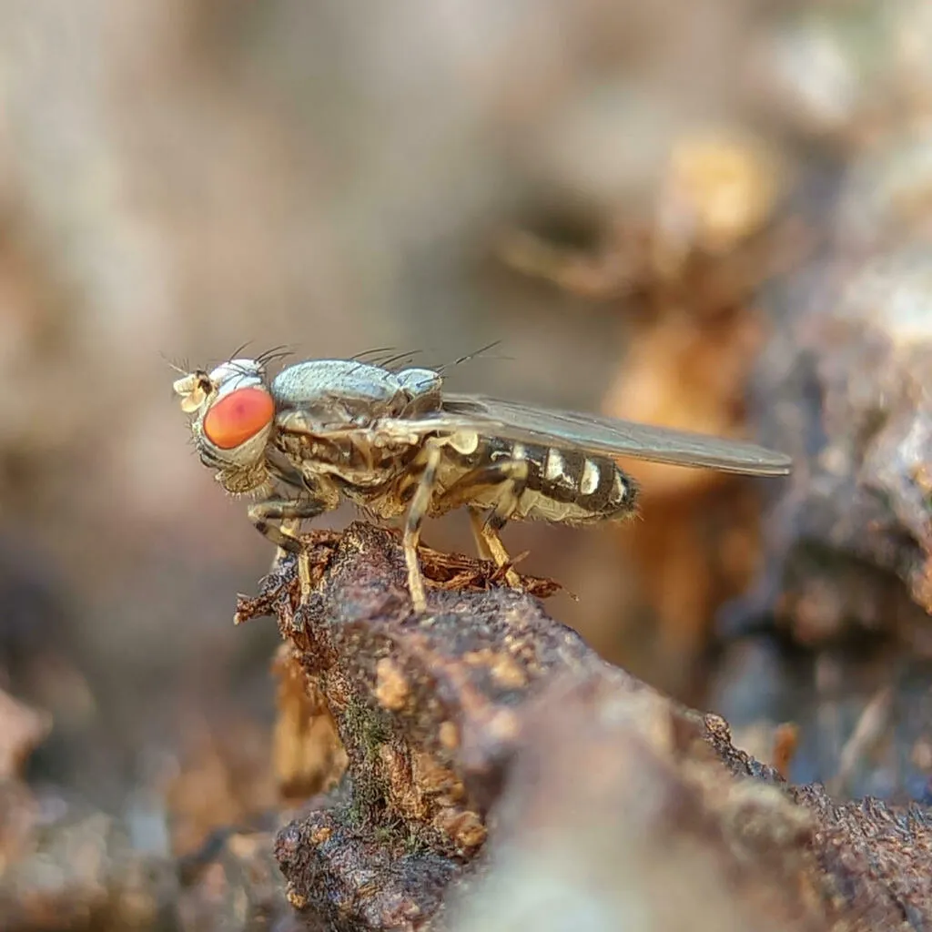 Periscelis laszloi - photo 2